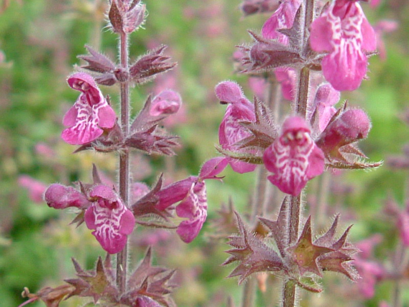 Stachys sylvatica / Erba betonica, vettonica